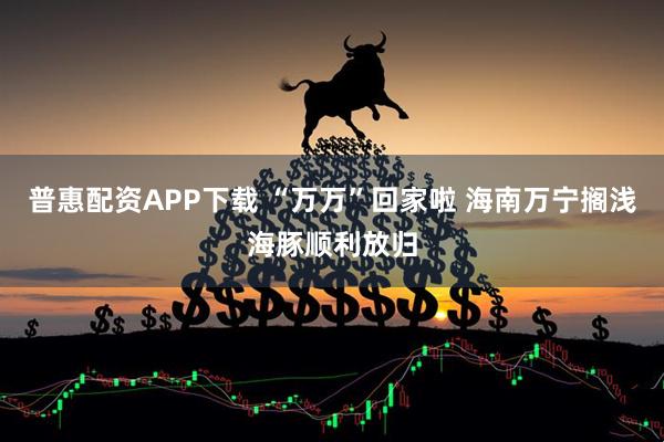 普惠配资APP下载 “万万”回家啦 海南万宁搁浅海豚顺利放归