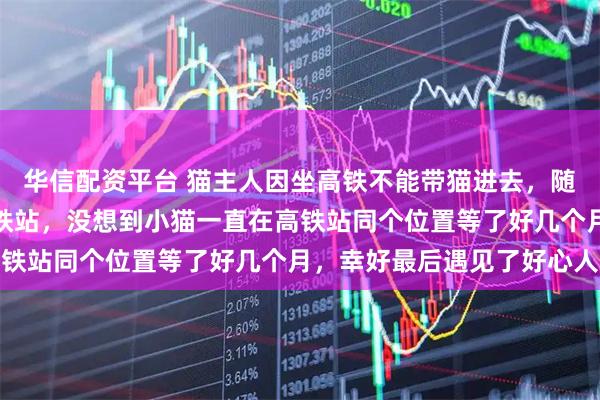 华信配资平台 猫主人因坐高铁不能带猫进去，随后便遗弃小猫在广州高铁站，没想到小猫一直在高铁站同个位置等了好几个月，幸好最后遇见了好心人